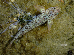 Caffrogobius nudiceps
