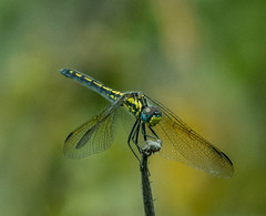 Trithemis stictica