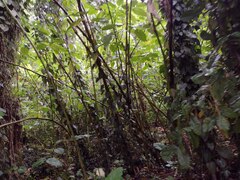 Philodendron hederaceum