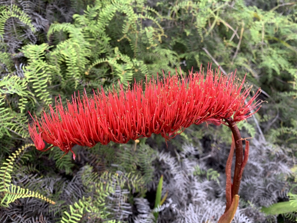 bottlebrush lily family