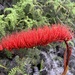 Bottlebrush Lily Family - Photo (c) Antoine Simon, some rights reserved (CC BY-NC), uploaded by Antoine Simon