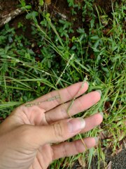 Paspalum scrobiculatum