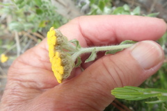Helichrysum dasyanthum
