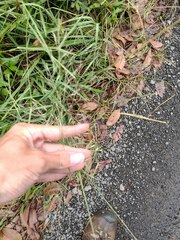 Eragrostis tenuifolia