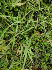 Melinis minutiflora