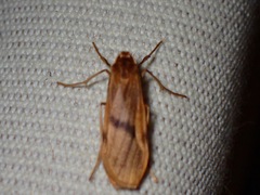 Teulisna diastropha