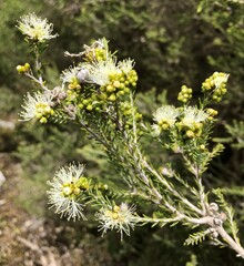 Melaleuca brevifolia