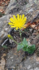 Hieracium amplexicaule