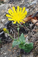 Hieracium amplexicaule