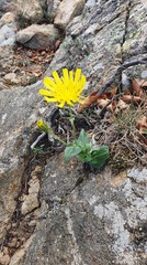 Hieracium amplexicaule