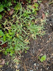 Stenotaphrum secundatum