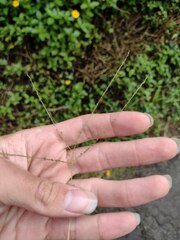 Digitaria violascens