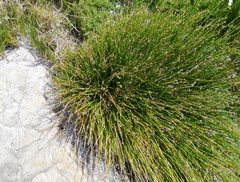 Cyperus laevigatus