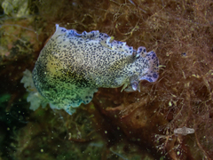 Dendrodoris caesia