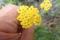 Helichrysum dasyanthum