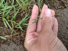 Eragrostis tenuifolia