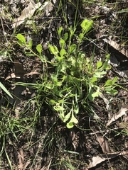 Sphaeromorphaea australis