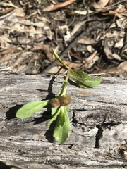 Sphaeromorphaea australis