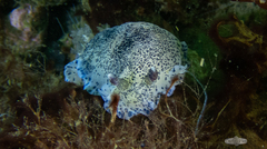 Dendrodoris caesia