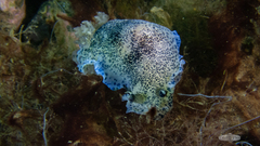 Dendrodoris caesia