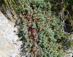Chenolea diffusa
