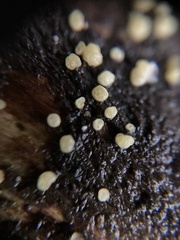 Bisporella subpallida