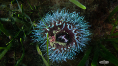Bunodactis reynaudi