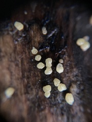 Bisporella subpallida