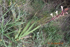 Watsonia fourcadei