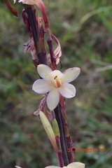 Watsonia fourcadei