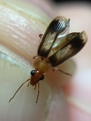 Trigonothops pacifica