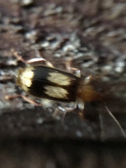 Trigonothops pacifica