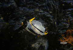 Polycera capensis