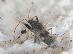 Pseudopamera