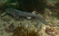 Haploblepharus pictus