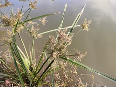 Cyperus pilosus