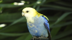 Platycercus adscitus