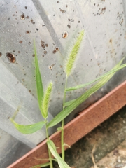 Setaria parviflora