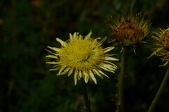 Berkheya radula