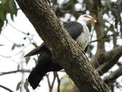 Columba leucomela