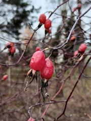 Rosa majalis