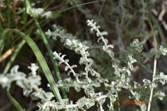 Plecostachys serpyllifolia