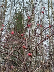 Rosa majalis