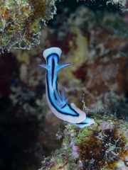 Chromodoris