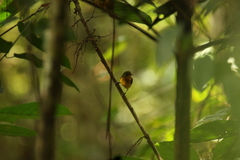 Platysteira concreta