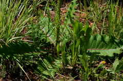 Berkheya radula