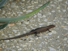 Lampropholis