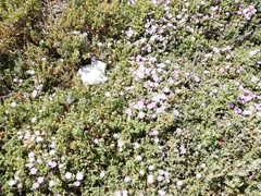 Drosanthemum candens