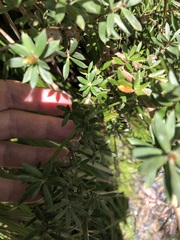 Leptospermum grandifolium