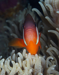 Amphiprion barberi